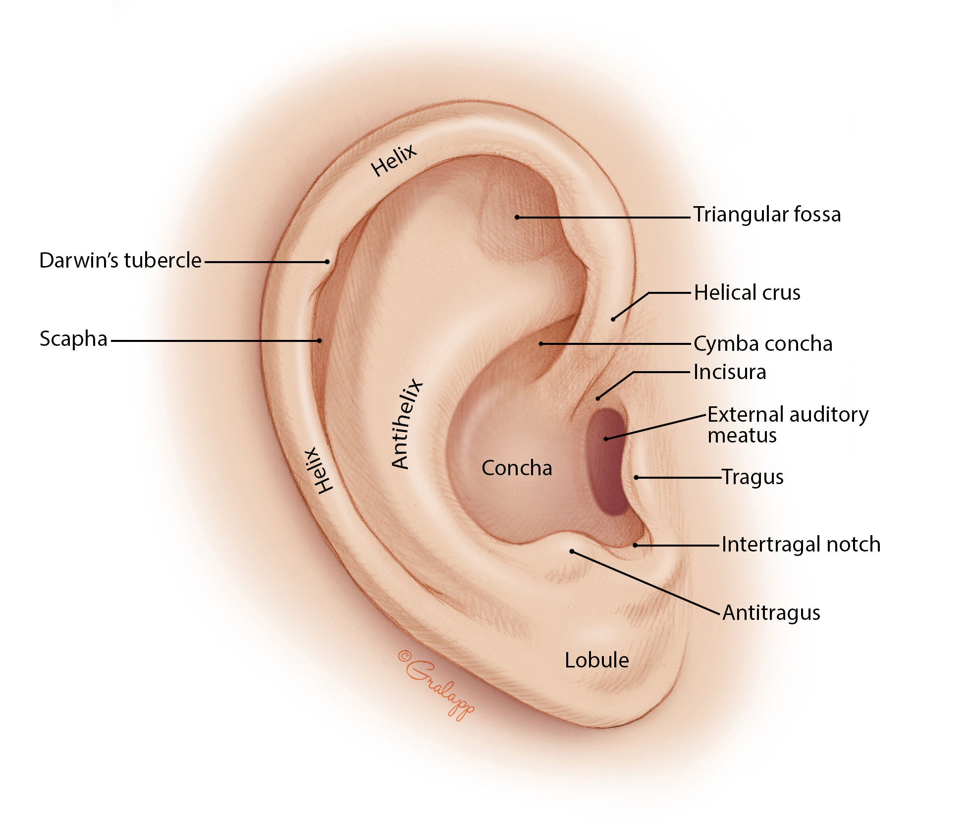 ear anatomy