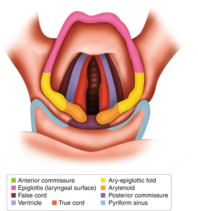 Laryngeal anatomy