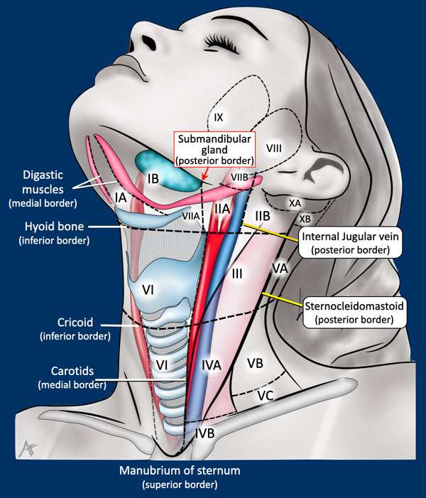 Neck lymphatic anatomy