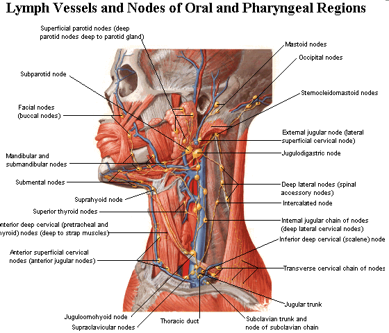 Neck lymphatic anatomy
