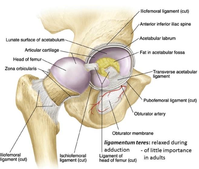 Labeled diagram of hip joint anatomy
