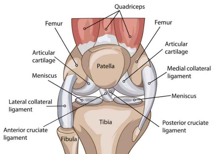 from orthobullets.com